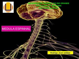 Anatomia_013 - Medula Espinhal - 18.06.09.ppt